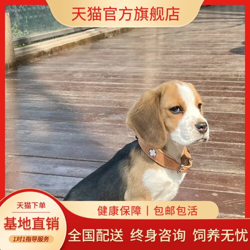 家养小型犬巴吉度大头狩猎犬宠物