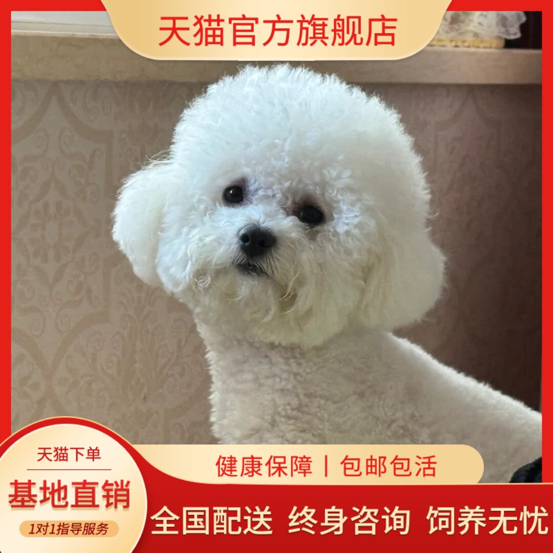 纯种比熊犬宠物狗幼犬可爱棉花糖小比熊短毛小型犬便宜2个月正宗