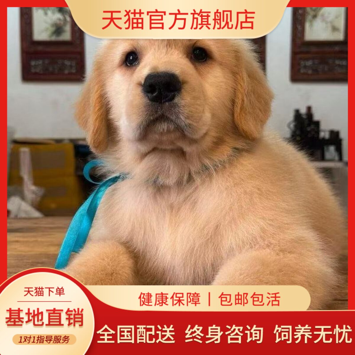 大型活体可爱枫叶红聪明健康猎犬