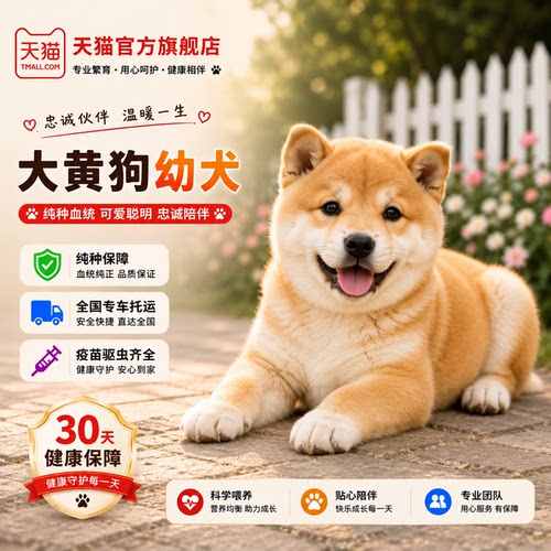 土猎犬狩大骨架金钱尾短毛狗农村