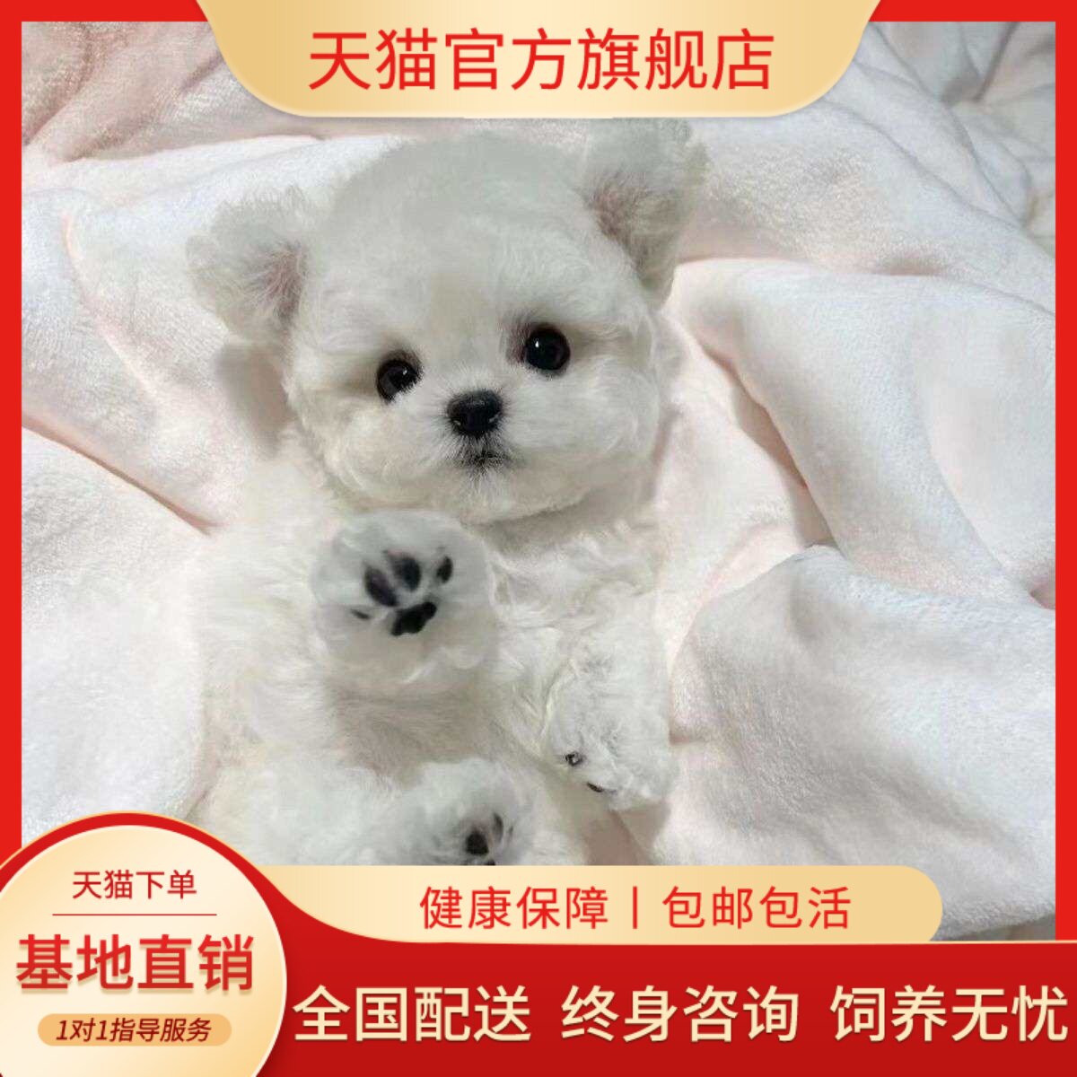 网红狗宠物狗超萌白色网球形精品