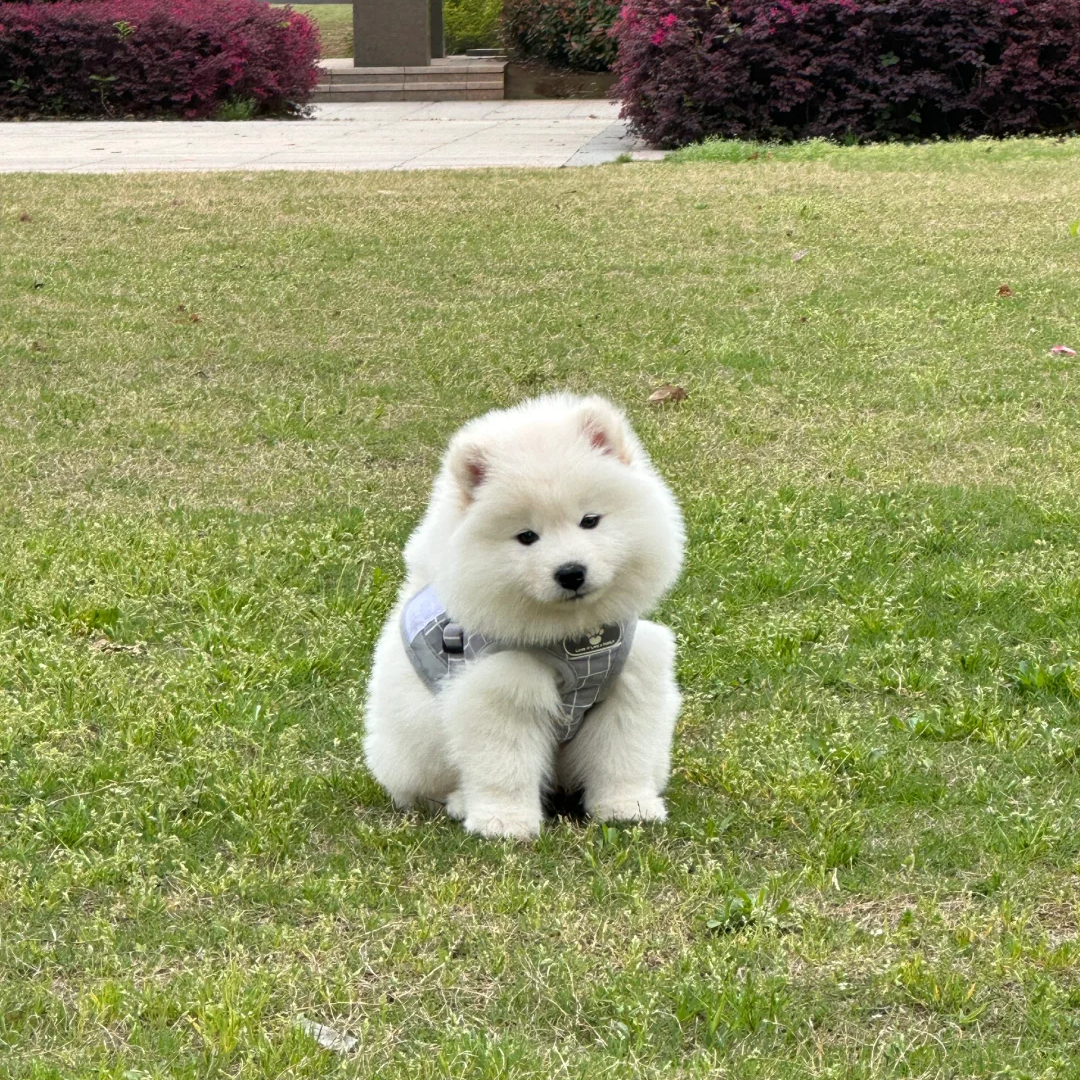 雪橇犬双血统中型犬家养宠物狗狗