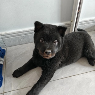 纯种五黑犬幼犬活体中华田园犬正宗广西土猎五黑犬看家护院中型犬