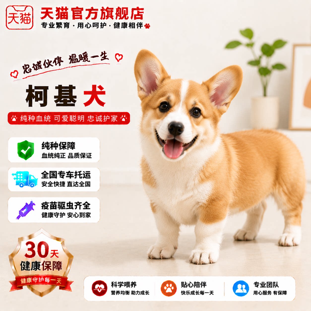 小狗黄白花威尔士狗狗伴侣犬陪伴