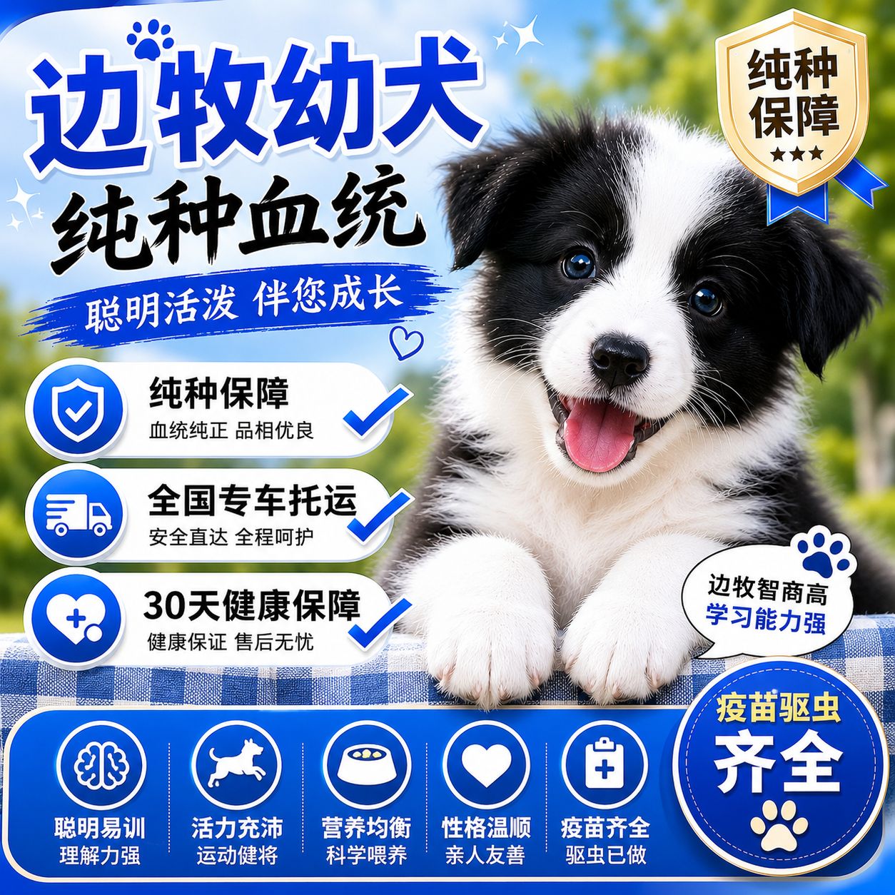 边牧纯种幼犬可爱型便宜家养宠物狗陪伴犬粘人聪明温顺好养狗听话