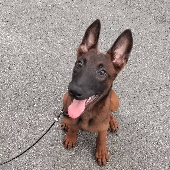 犬狗狗猛犬农村黄马爆红真狗活物