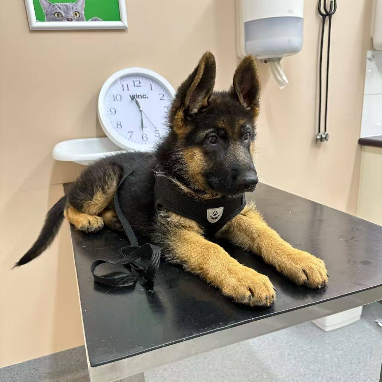 德牧纯种幼犬高智商平背弓背便宜幼宠护卫犬家养看家狗活物护院狗