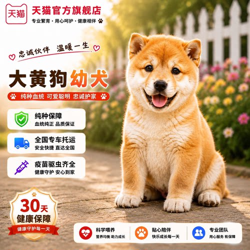 中华田园犬大黄狗幼犬中华田园犬