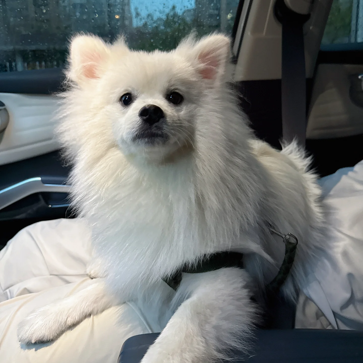 长不大博美萌宠犬宠物真小狗活体