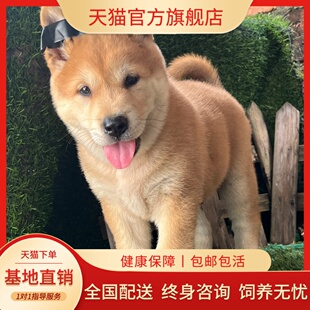 纯种黄狗白面中华田园犬幼犬赶山土狗狩猎黄狗活物看家护院大黄狗