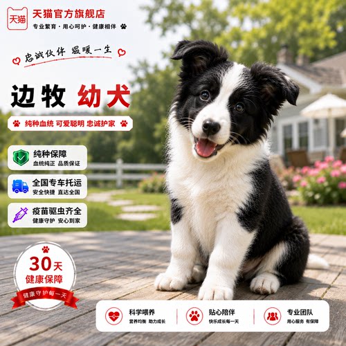 听话训练伴侣犬聪明犬黑白看家狗