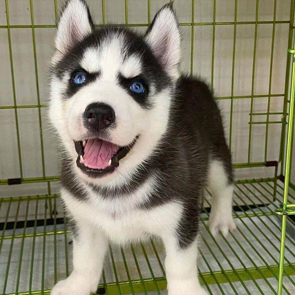 哈士奇纯种幼犬聪明幼崽真狗活体宠物便宜黑色二哈短毛中型犬家养