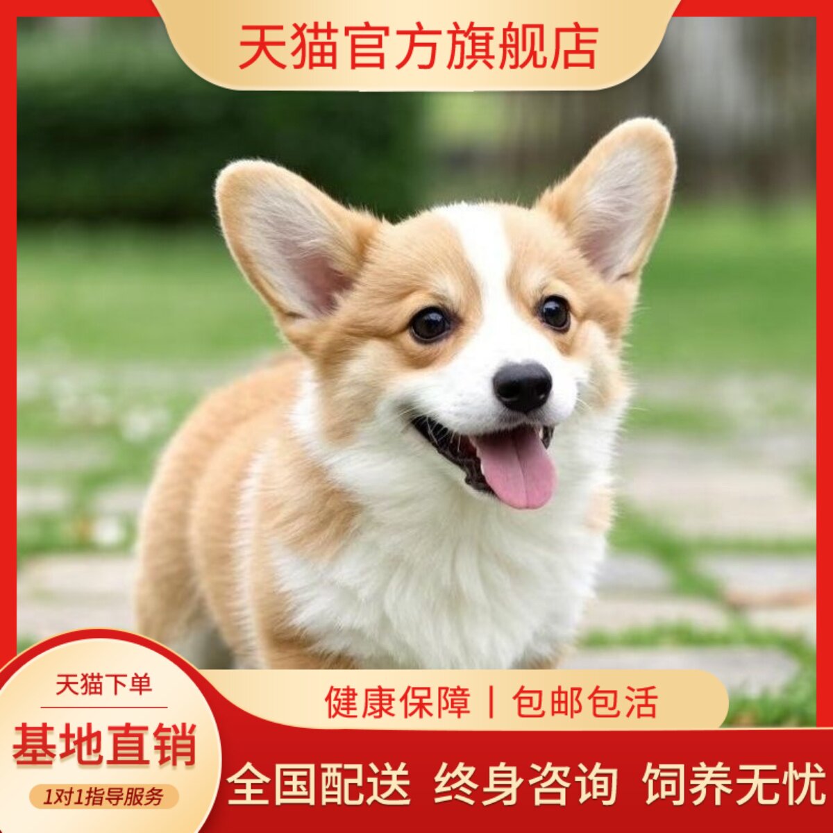 养可爱犬黄白花黑白听话活物家庭