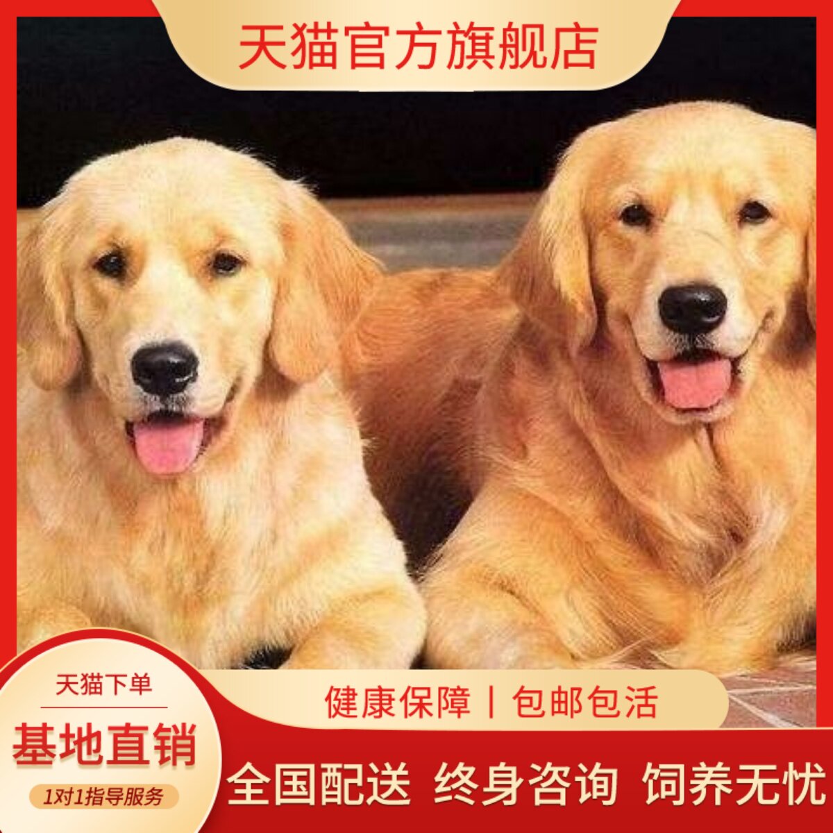 大头看家护主狗听话沙滩金犬小狗