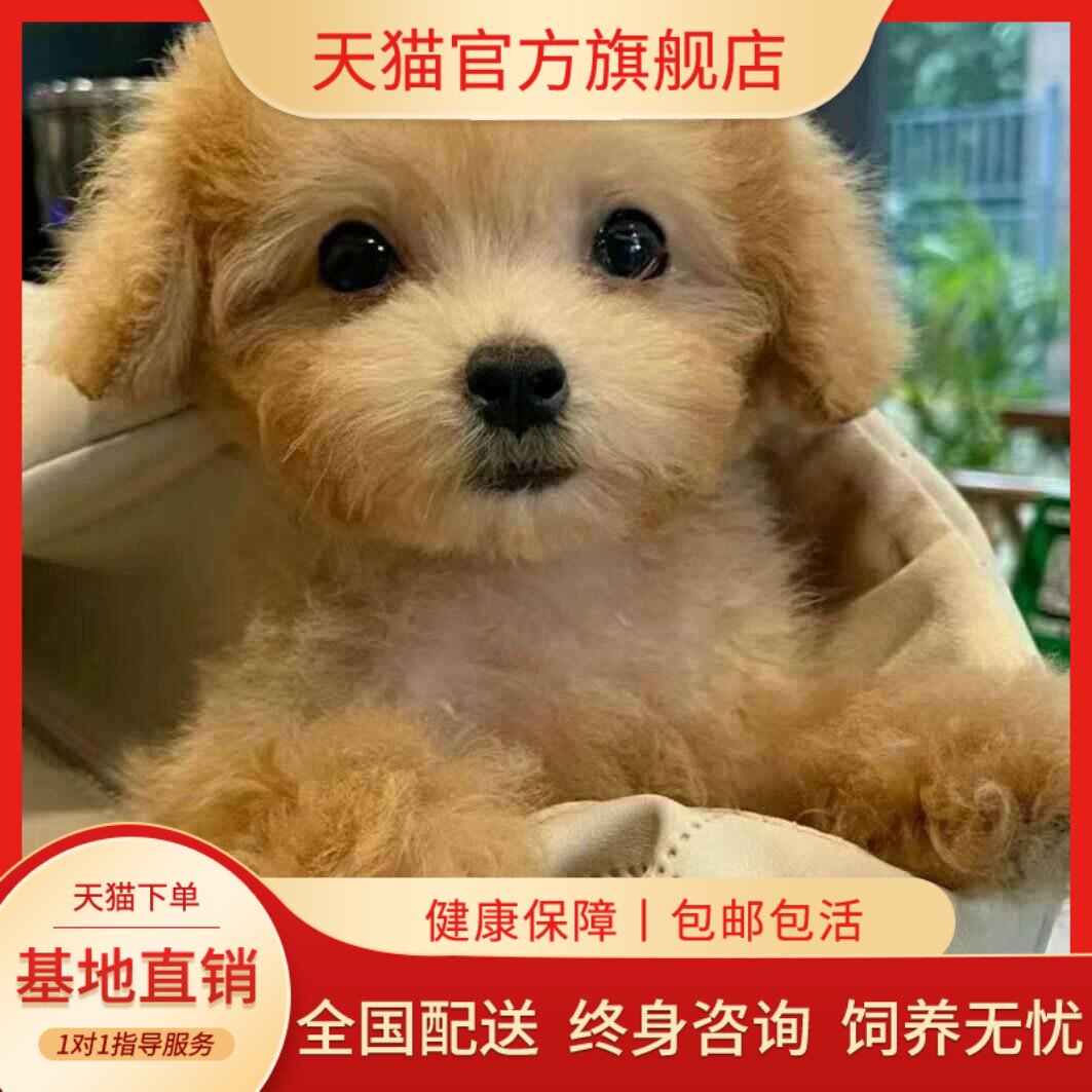 家养网红超萌黑色可爱狗小体