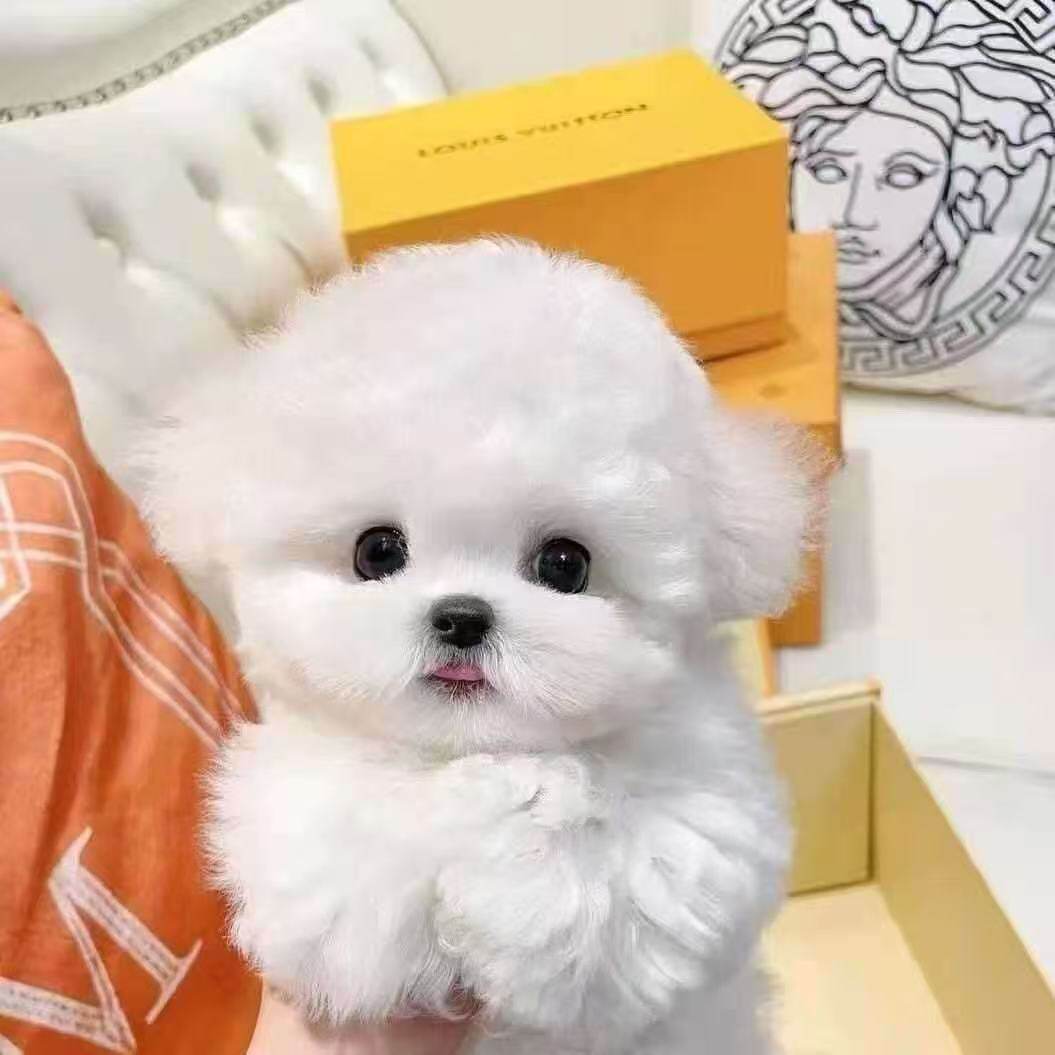 小型犬活物迷你犬超萌活体家养