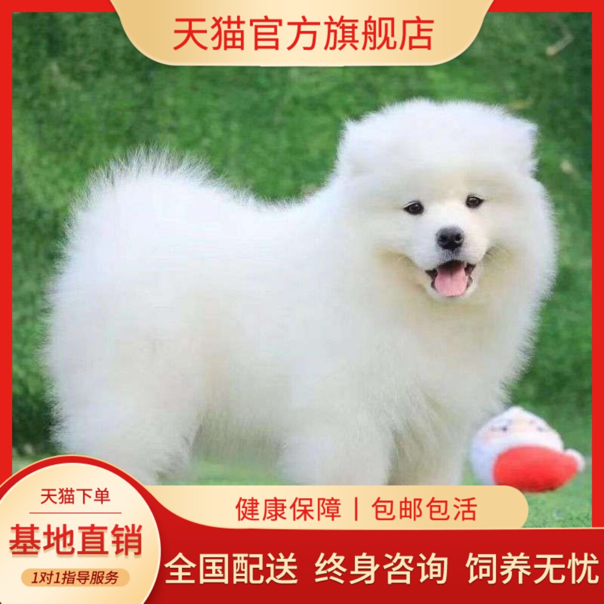萨摩耶纯种幼犬幼宠活物宠物狗幼崽圆脸陪伴犬家养聪明粘人便宜狗