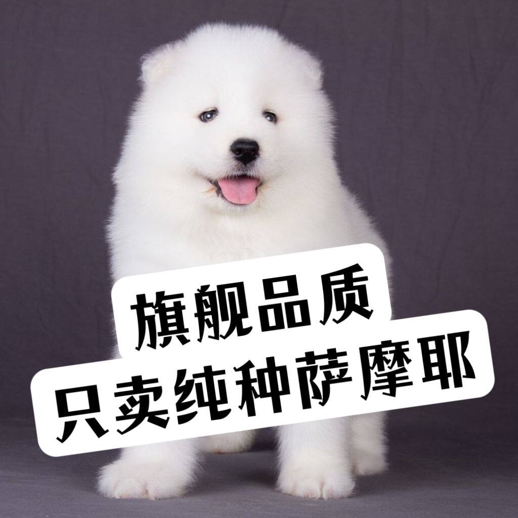 萨摩耶纯种幼犬宠物狗聪明陪伴犬可爱治愈幼宠大骨架活体白色家养