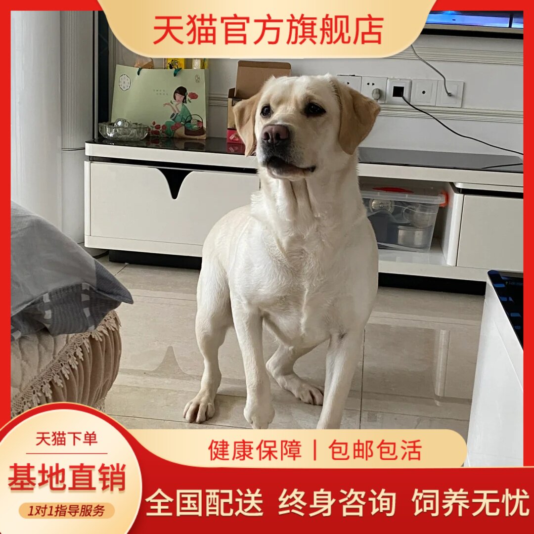 黑色巡回犬幼崽高智商活泼家庭狗