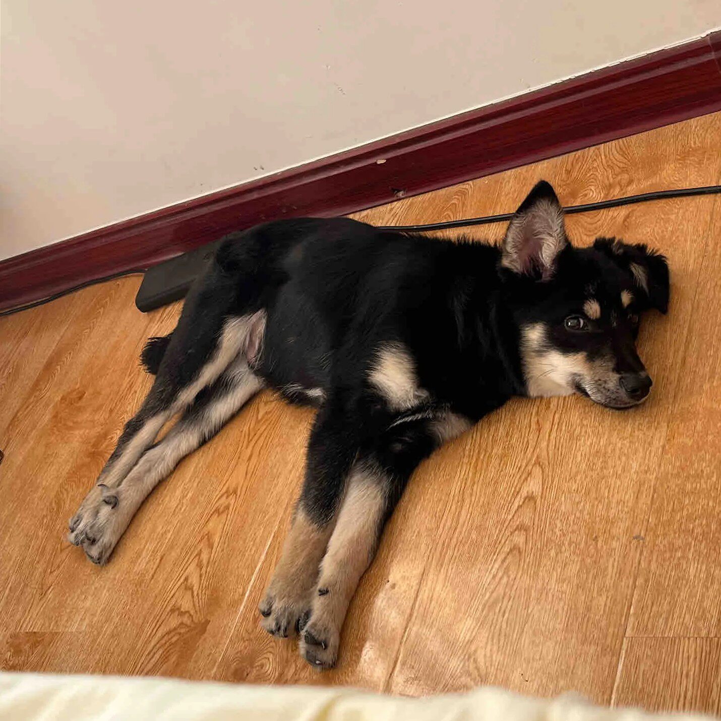 忠诚赶中华田园犬狗便宜护主狗