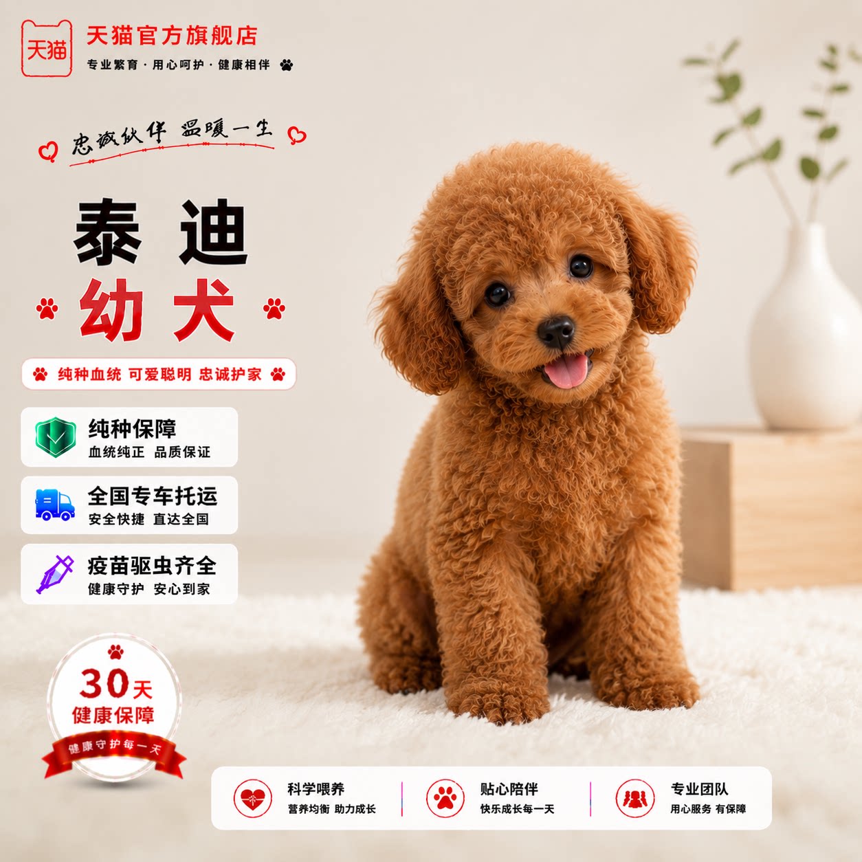 宠物陪伴黑可爱活物网红小型犬