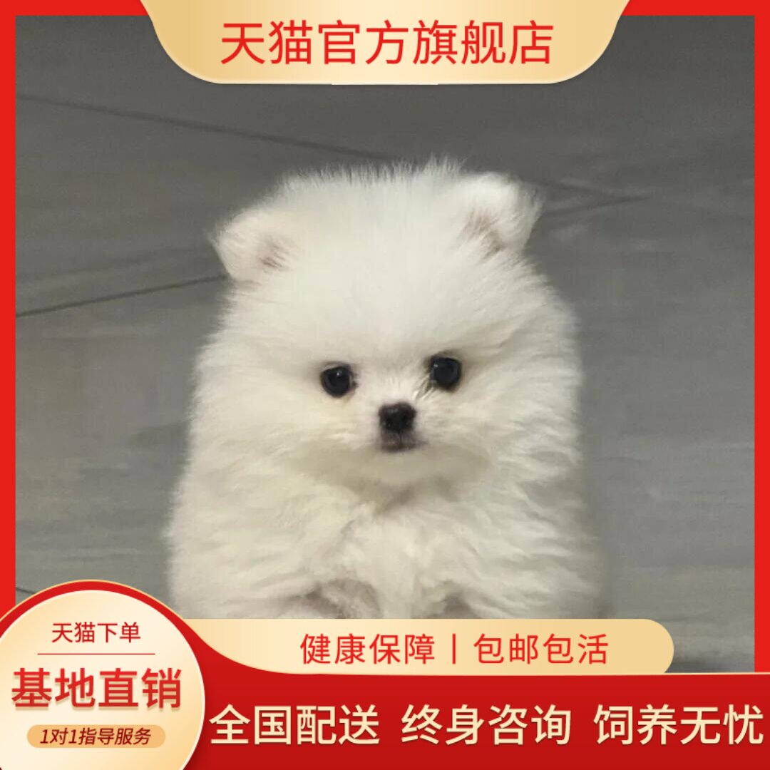 网红狗袖珍犬超小俊介犬活体可爱