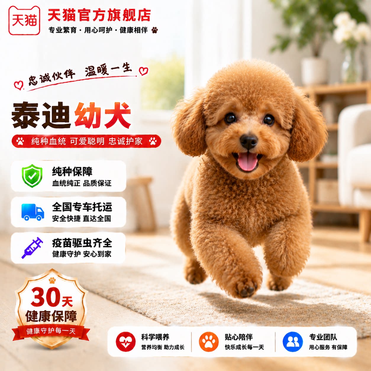 贵宾犬家庭犬宠物纯黑狗可爱聪明