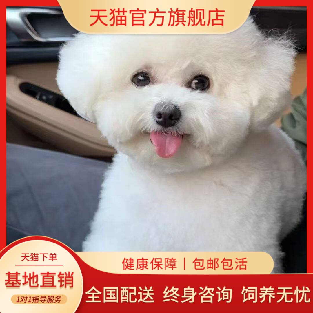 长不大迷你犬宠物狗狗小体白狗