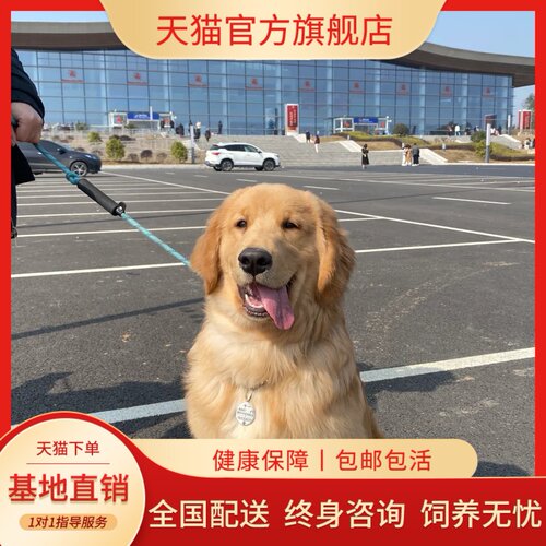 可卡腊犬大头金毛犬宠物真狗