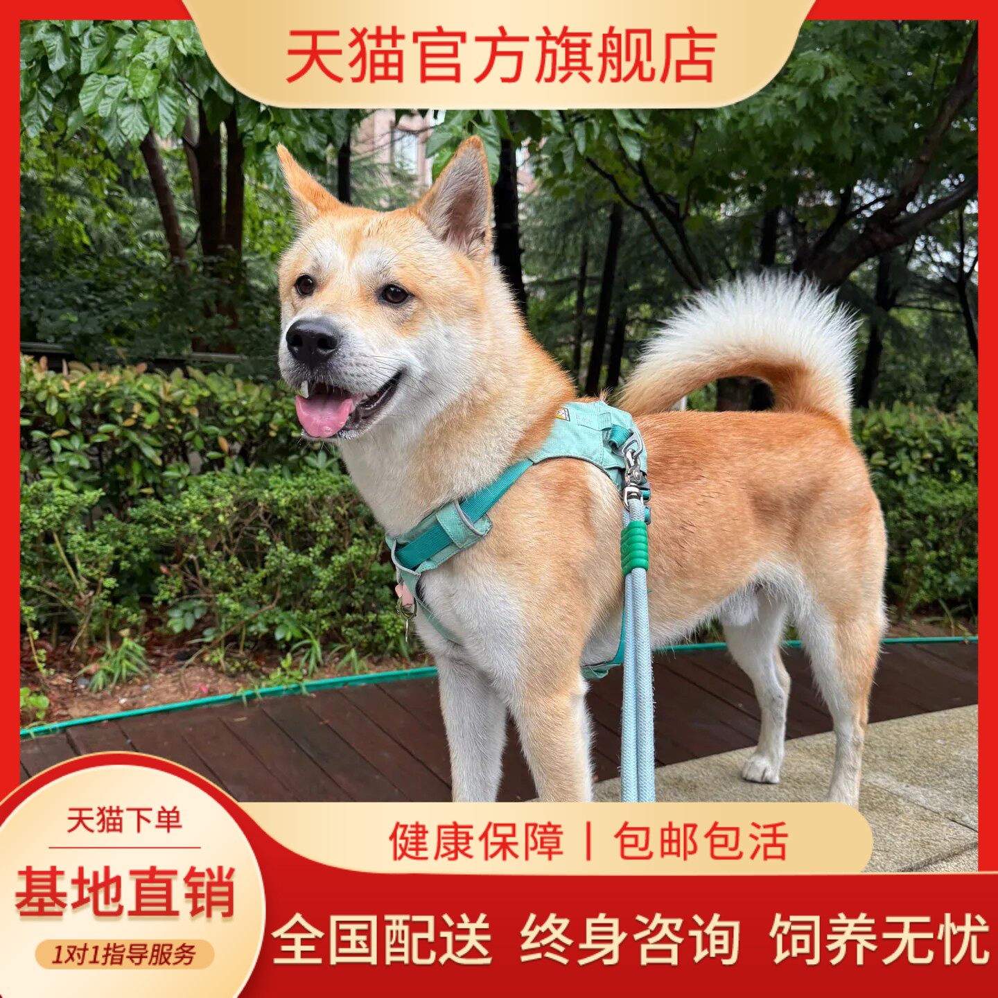 土猎犬白面狩狗霸气幼崽狗狗