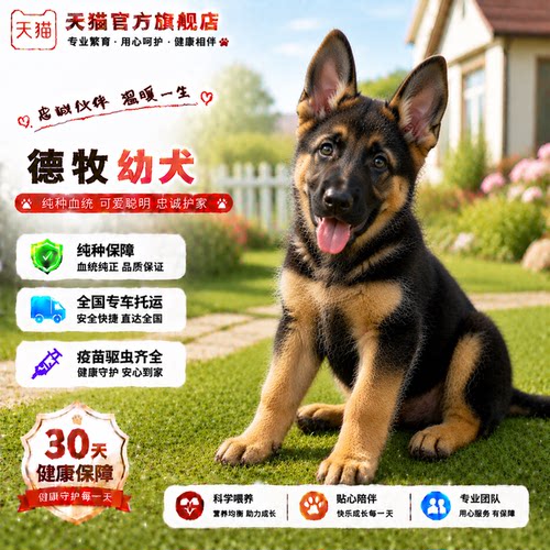 霸气活体护卫犬宠物狗狼狗猛犬狗