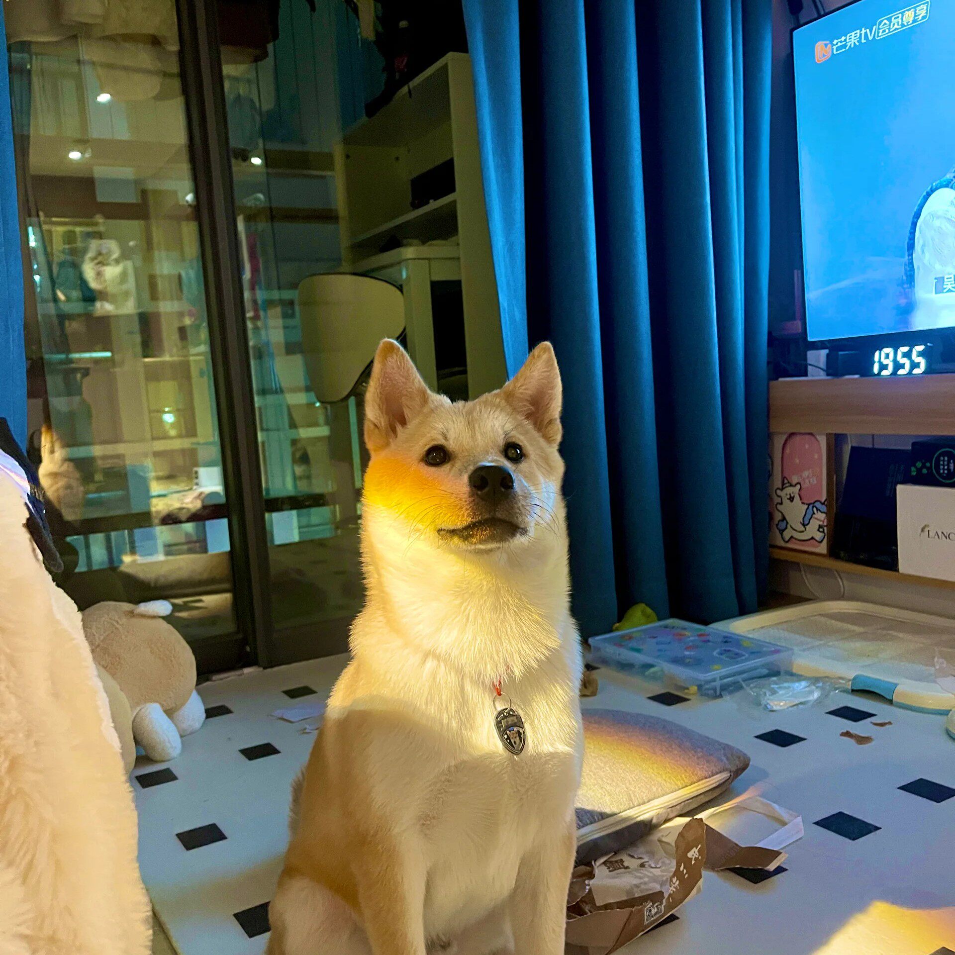家崽家狗中华田园犬猎犬农村