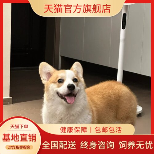 小短腿柯基幼犬家养活体柯基