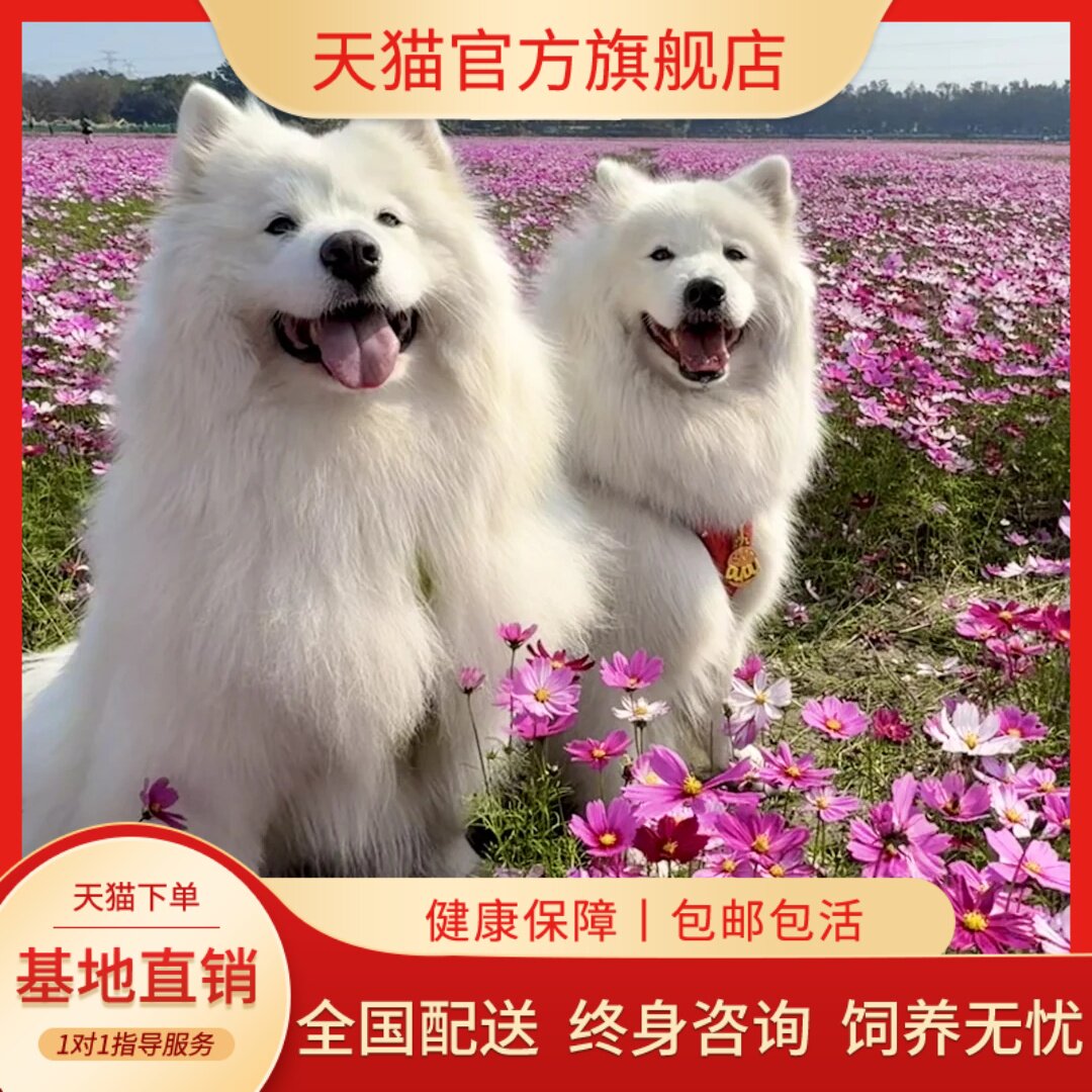 雪橇犬熊版双眼皮萨摩耶宠物狗
