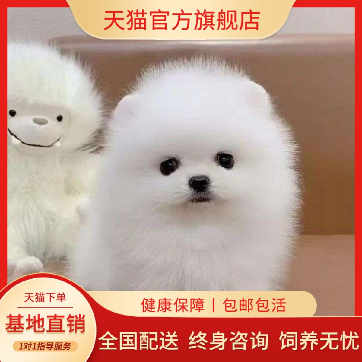 白色俊介犬犬长不大超萌狗幼崽