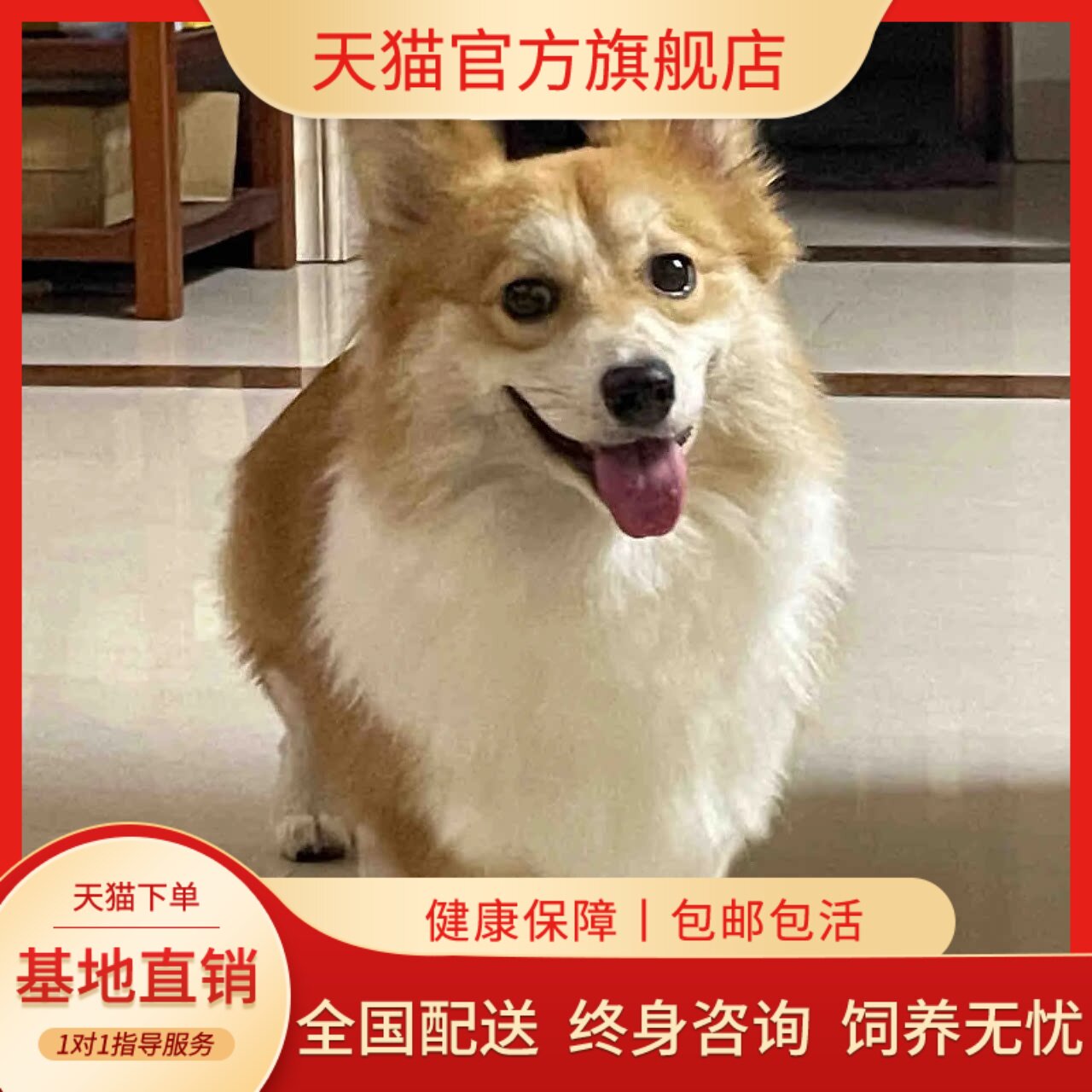 纯种威尔士柯基幼犬活体双血统双色三色柯基短腿小型犬家养宠物狗