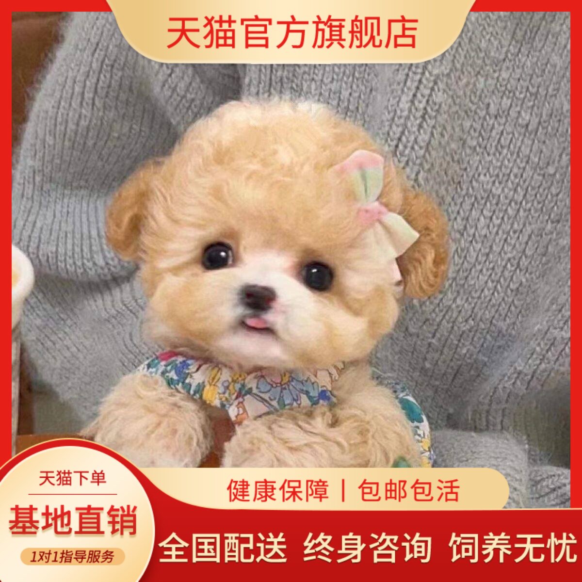 贵宾犬聪明小体型便宜精品家庭犬