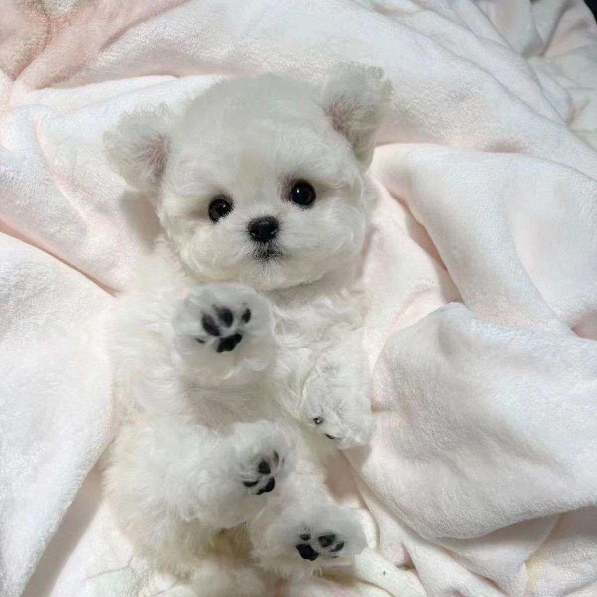 比熊纯种幼犬圆脸幼崽活体便宜小网红狗宠物狗超萌白色网球形精品