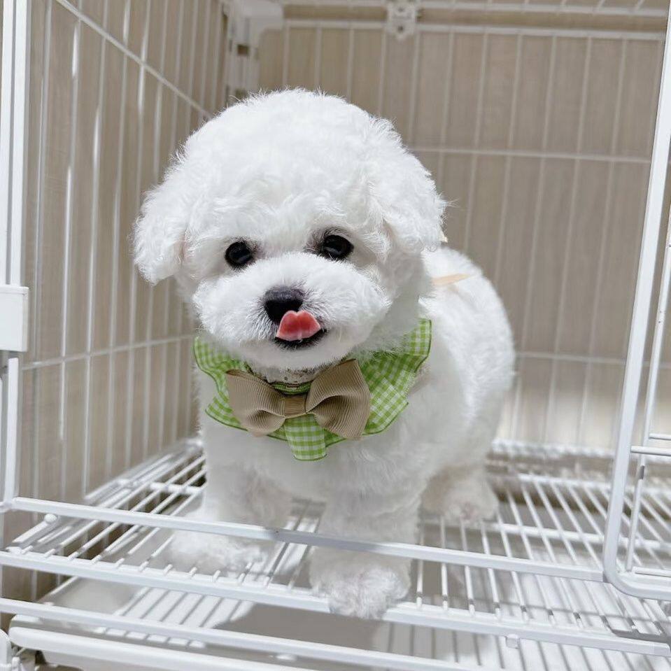 比熊纯种幼犬小体圆脸白小比型犬迷你犬便宜超萌家养长不大白色狗