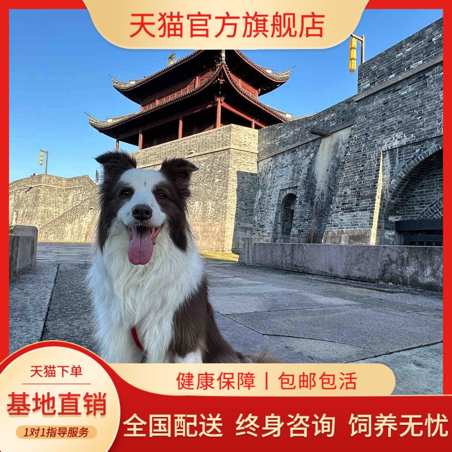 纯种边牧幼犬好养粘人黑白色活物网红家庭犬大骨架聪明幼宠主取染