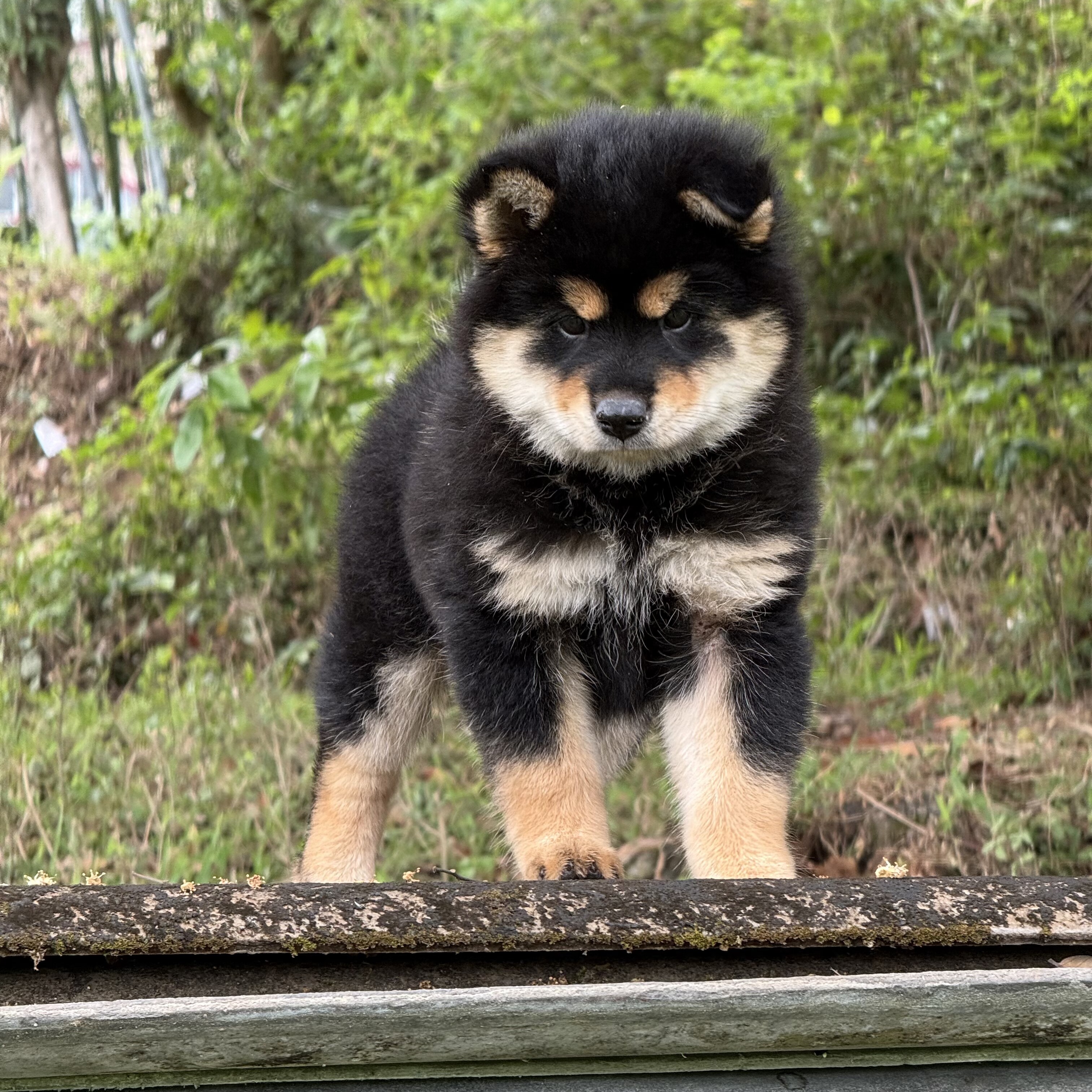 广西土猎狗狗幼犬宠物活体看家狗
