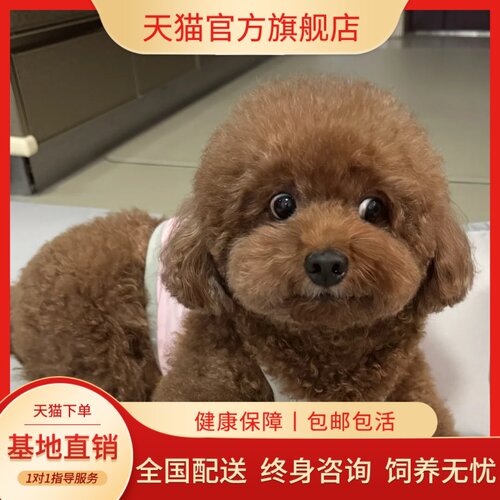 幼崽聪明活泼黑宠物红棕狗棕色