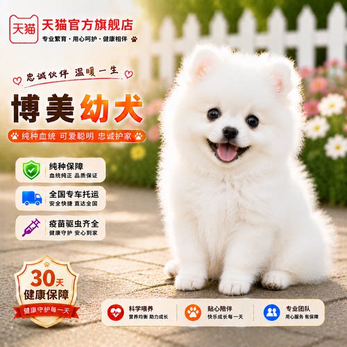 幼崽犬茶杯犬真狗袖珍小型犬狗