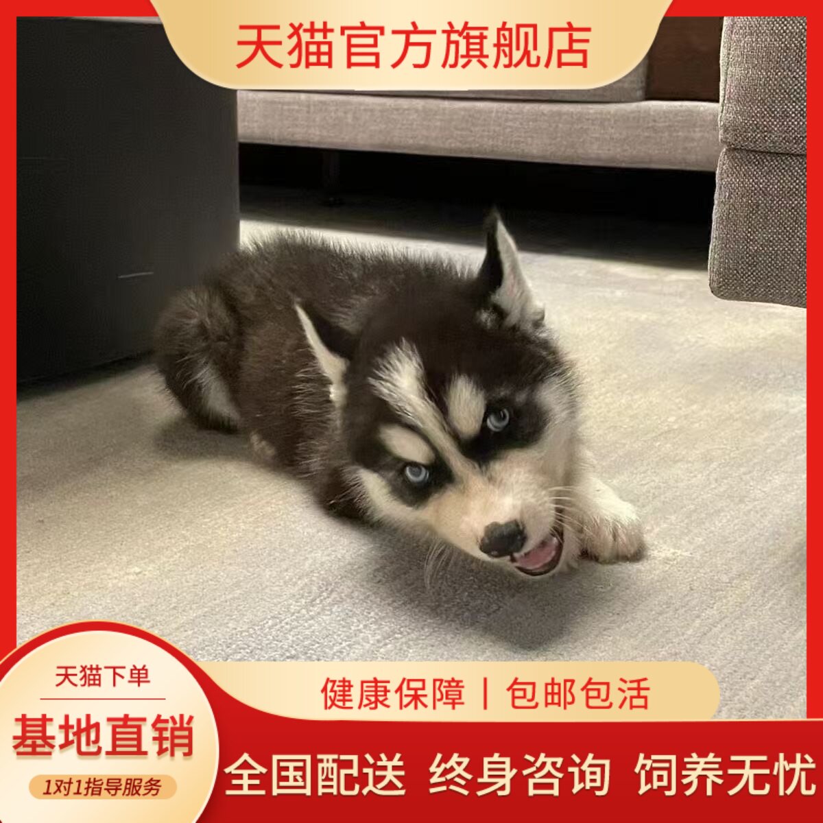 家养宠物可爱三火聪明听话二哈