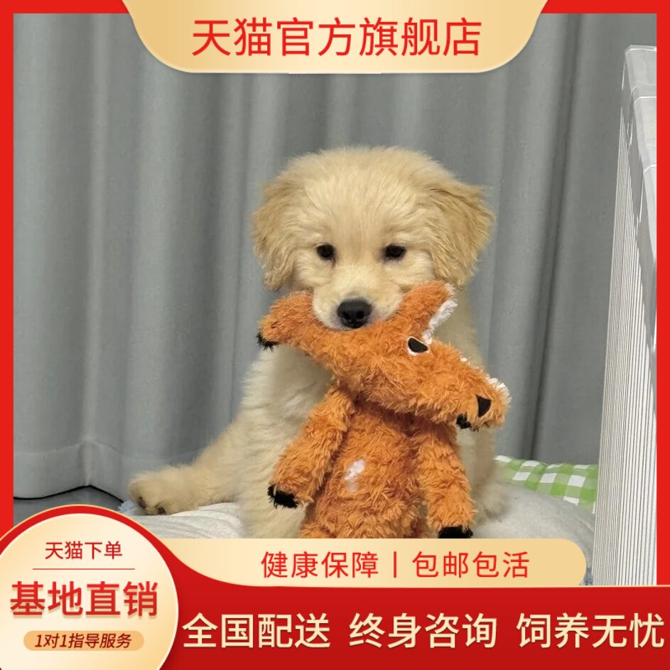 纯种金毛幼犬活体赛级金毛犬导盲
