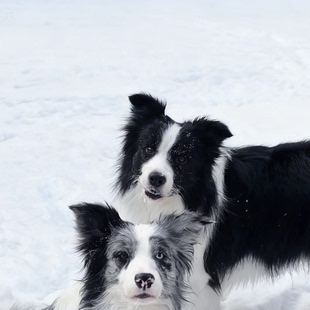 纯种边牧幼犬活体边境牧羊犬陨石色金色边牧警犬高智商幼崽牧羊犬