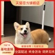 纯种柯基幼犬家庭陪伴活体两色狗活泼活物狗宠便宜双色犬狗威尔士