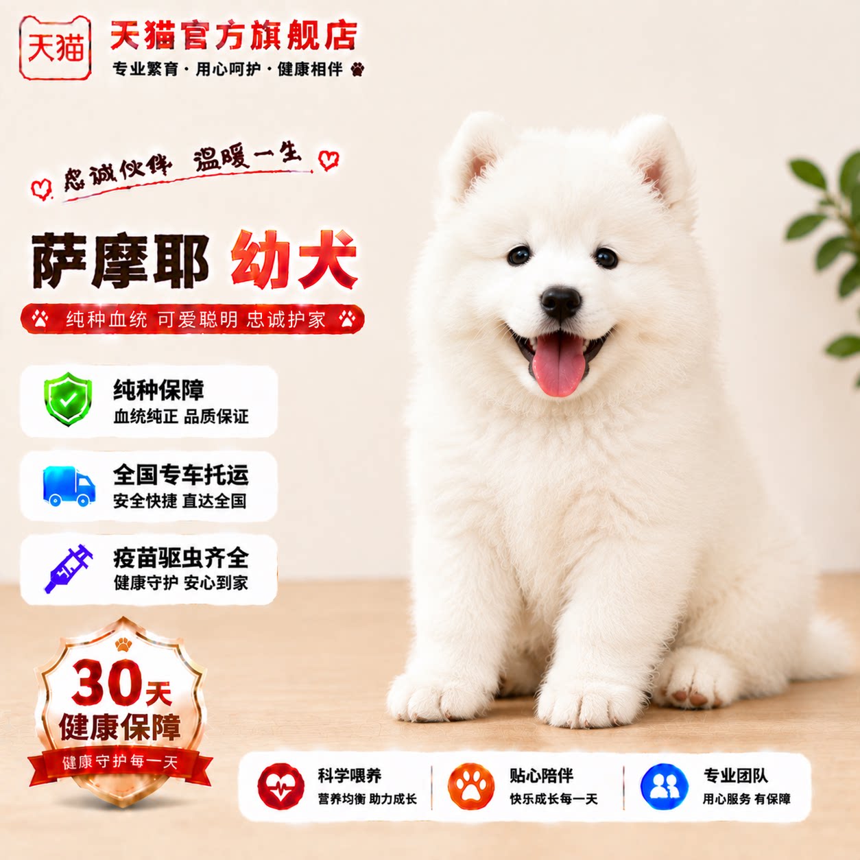 陪伴犬微笑天使好养活物圆脸家