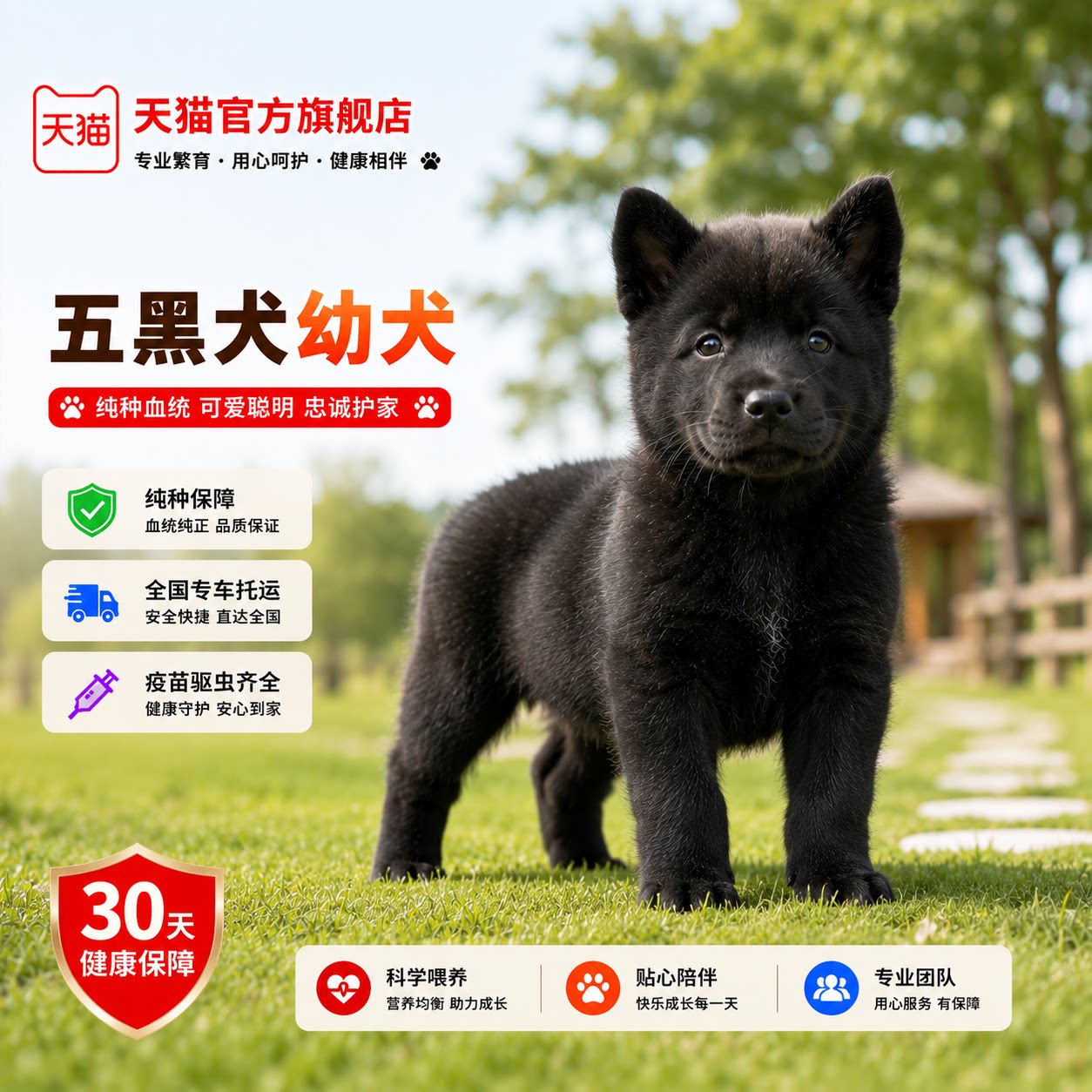 纯种五黑犬幼犬赶山犬听话狩猎犬