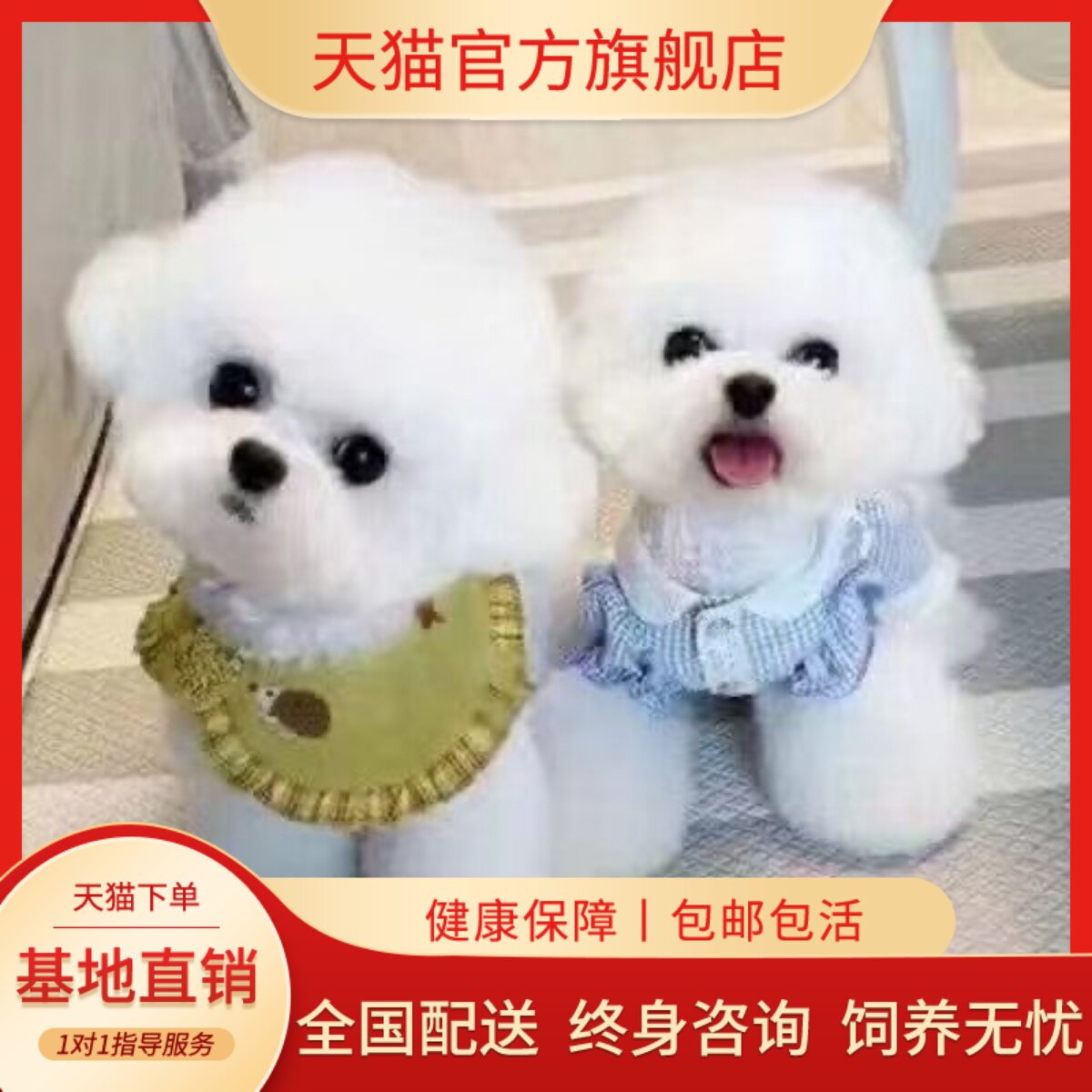 宠物狗活体迷白网红超萌白色